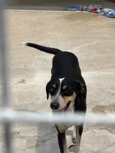Adopt Liza