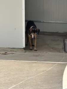 Hund Ten adoptieren