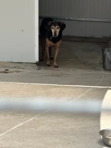 Hund Ten adoptieren
