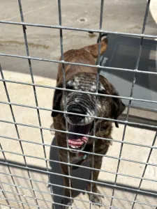 Hund Roki adoptieren