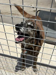 Hund Roki adoptieren
