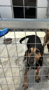 Adoptie hond Molly