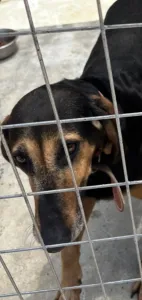 Adoptie hond Molly