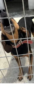 Adoptie hond Molly