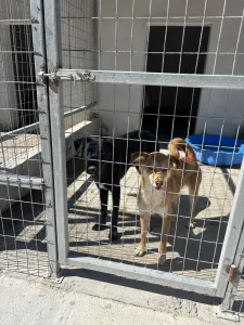 Adopt Blu