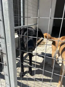 Adopt Melpo