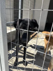 Adopt Melpo