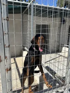 Adopt Marieta