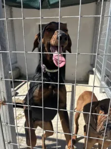 Adopt Marieta
