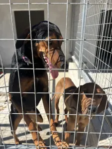 Adopt Marieta