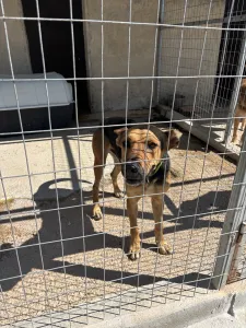 Adoptionsprofil für Milos