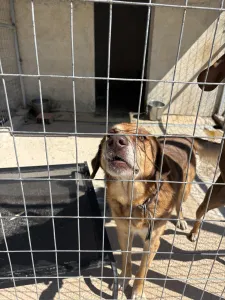 Adoptionsprofil für Foer