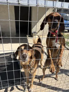 Adopt Foer