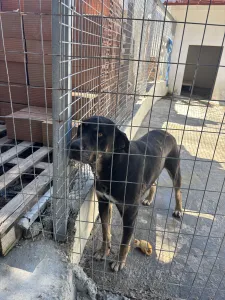 Adopt Diezel