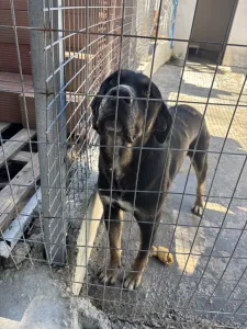 Adopt Diezel