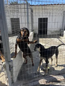 Adopt Anna