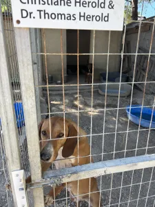Adopt Coffee
