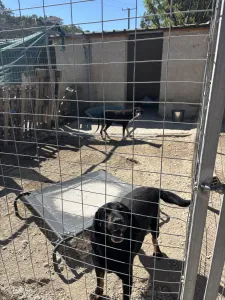 Adopt Diezel