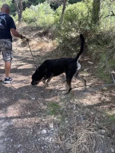 Adopt Diezel