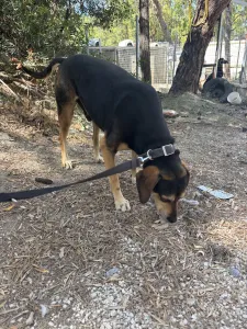 Adopt Ken
