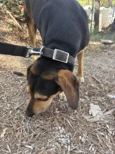 Adopt Ken