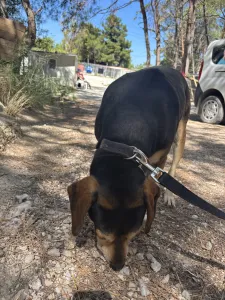 Adopt Ken