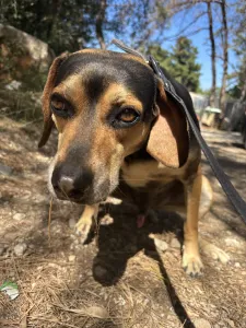 Adopt Ken