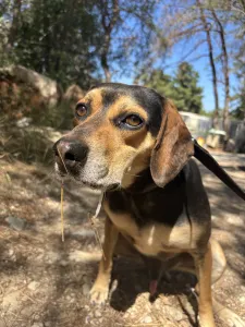 Adopt Ken