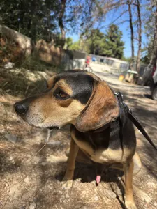Adopt Ken