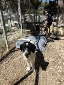 Adopt Markos