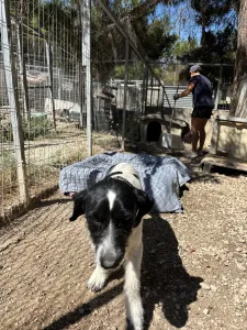 Adopt Markos