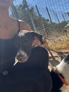Hund Barbie adoptieren