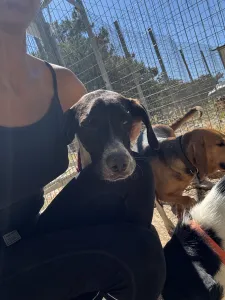 Hund Barbie adoptieren