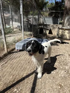 Adopt Markos