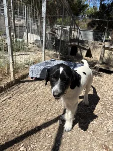 Adopt Markos