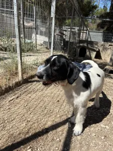 Adopt Markos
