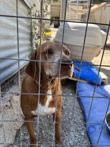 Adoptionsprofil für Kanelos