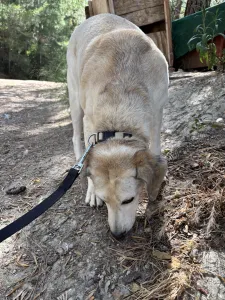 Adoptionsprofil für Elsa