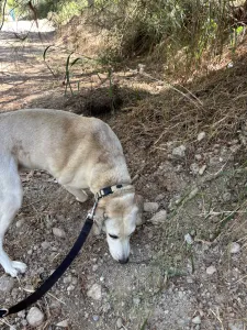 Adopt Elsa