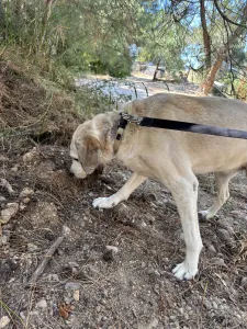 Adopt Elsa
