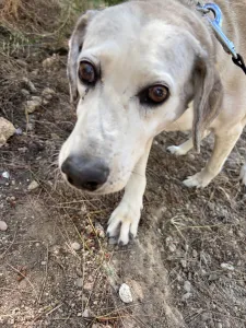 Adopt Elsa
