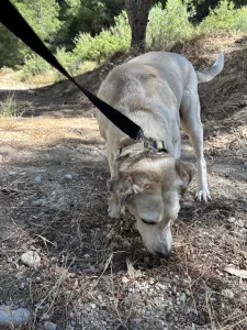 Adopt Elsa
