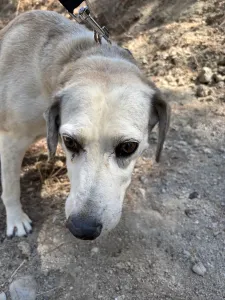 Adopt Elsa