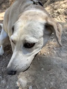 Adopt Elsa