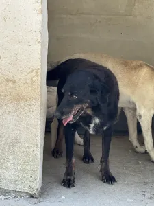 Adoptionsprofil für Olive