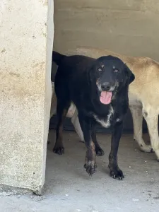 Hund Olive adoptieren