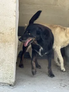 Hund Olive adoptieren