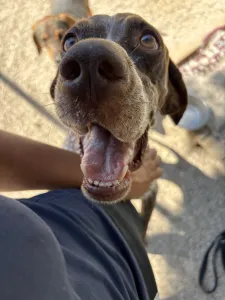 Hund Choco adoptieren