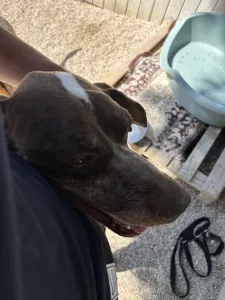 Hund Choco adoptieren