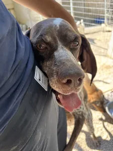 Hund Choco adoptieren